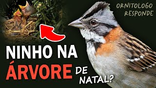 NINHO de TICO-TICO em ÁRVORE ARTIFICIAL? Ornitólogo Responde #26