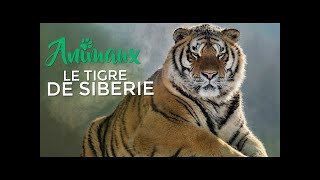 Tigres des neiges  | documentaire 2016 nature