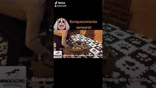 Estimulación sensorial para perros