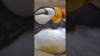 PAPAGAIO DO MAR COM CHIFRES #shorts #shortsyoutube #animals #shortsyoutube #animais #short #fatos