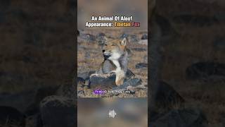 An animal of aloof appearance:tibetan fox #popularizationofscience #fyp  #tibetanfox #animal