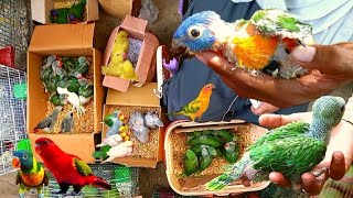 Live at lalukhet birds Market New updates | Exotic parrot market rates update