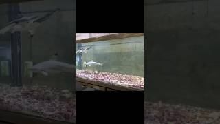 Feeding Sharks with catfish#shorts#viral