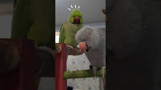 Adorable Parrot Makes Unexpected Move #short #shorts #tiktok #birds #parrot 🦜🦜♥️♥️