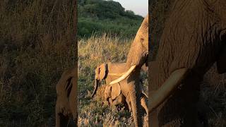 Cute baby elephant with mom #wildlife #animals #nature #baby #shorts