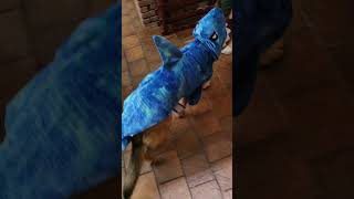 Baby Shark costume happy Halloween #gsds #germanshepherd