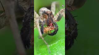 Quick Wolf Spider Facts - A CLOAK of BABIES - Animal a Day #shorts #animals