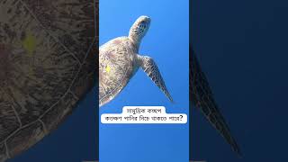 সামুদ্রিক কচ্ছপ কতক্ষণ পানির নিচে থাকতে পারে #reels #shorts #turtle #greenseaturtle #underwater