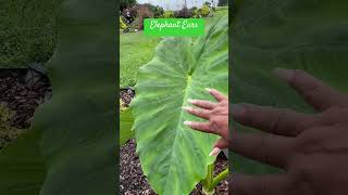 24 - 192 — Green Elephant Ears