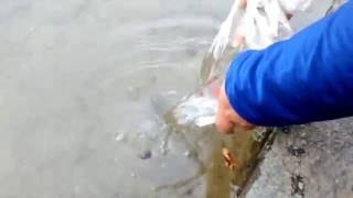 Jamshidieh Park Releasing our Goldfish in the pond Full HD