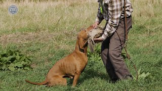 Rövidszőrű magyar vizsla - Magyar kutyafajták (9 magyar kutya)