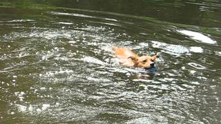 July 22, 2012 - Lola Swimming in Pond