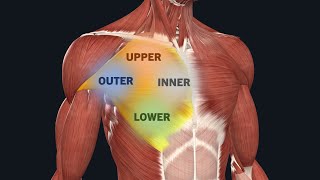 Can You Target Specific Areas Of A Muscle?