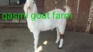 Qasmi goat farm pipar