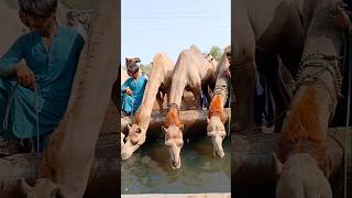 ثلاث الإبل شابة وجميلة تشرب الماء #ytshorts #drinkingwater #camellovers