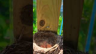 Day 1 - Robin Eggs Just Hatched #babybird #birds #robin #robinsongz