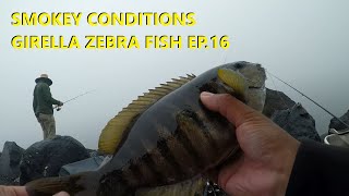 Girella Zebra Fish Not A Luderick! EP.16