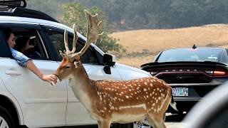 Animals on Driving Tour - Wildlife Safari - Winston, Oregon