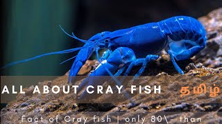 CRAY FISH CARE AND SETUP - தமிழ்