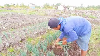 MAS DIDIK  PANEN BAWANG PRAI