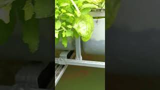 aquaponics