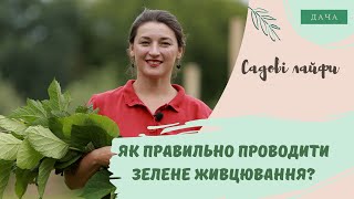 Як правильно проводити зелене живцювання? Практичні Поради та Секрети Якісного Живцювання Рослини.