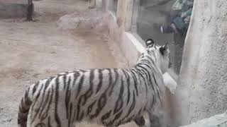 White tiger