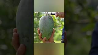 Memetik buah Mangga - Mangga Masak #fruits #plants #mango