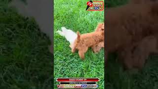 dog new video/dog funny moments