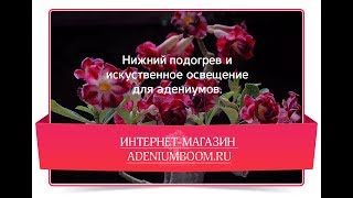 Нижний подогрев и искусственное освещение для адениумов