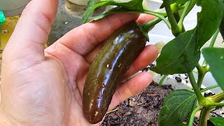 Overgrown Serrano hot pepper plant | Texas garden