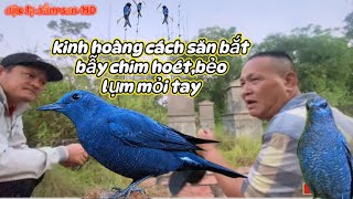 kinh hoàng cách săn bắt,bẫy chim bẻo,hoét(hét) theo cách cổ chuyền bắt mỏi tay/độc lạ sầm sơn-HD