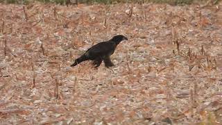 Yearling walking towards lunch ☺️🦅 #baldeagle #raptorlovers #birdsofprey #eagle 10-11-24