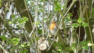 Robin Singing in a bush