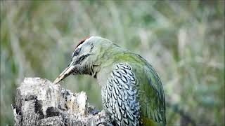 scaly bellied woodpecker