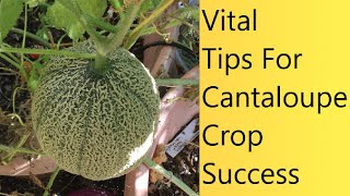 Video (46) Major Issues And Solutions For Growing Cantaloupes/Melons |   Update Sept. 2022.