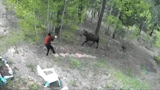 The Insane Moose Attack On Robert Standerwick: Trampled