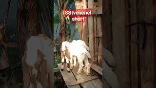 10 menit kambing sehat #vidioshort