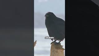 Things That Make Crows One Of The Smartest Birds