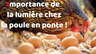 L'importance de la lumière chez la poule en ponte