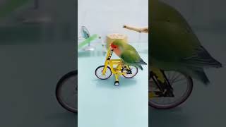 Bird race/ racing game| cute birds| Australian tote| cute bird| aaja tu baith ja cycle te