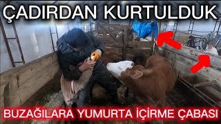 ÇADIRDAN KURTULDUK!!/BUZAĞILARA YUMURTA İÇİRME ADLI ÇALIŞMA 😂