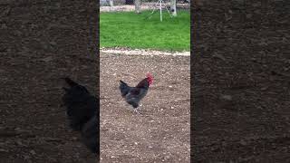 Its a Rooster Story 🐔