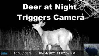 Deer at Night Trigger Our Trail Camera