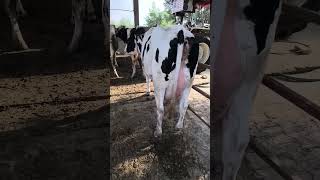 #phddairywala #animals #trending #viral #ytshorts #breeding #cow