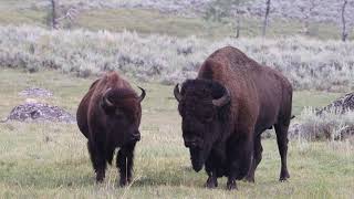 Bison rut August 2021