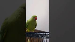 Females Ringneck Parrot Attitude 🤩 #ringneckparrot #birds #parrot #cockatielqueen #cute #petbird