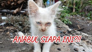 Kitten Persia Ini Luntang Lantung Badannya Dekil, Kurus, Berjamur