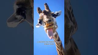 Lengua azul #viral #interesting #psicologia #sabiasque #animals #jirafa #lengua #100 #shorts #1k