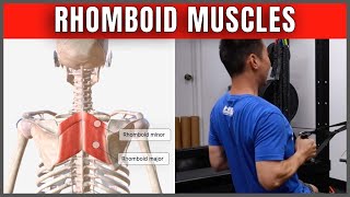 Rhomboid Muscles - Functional Anatomy | HNL Movement